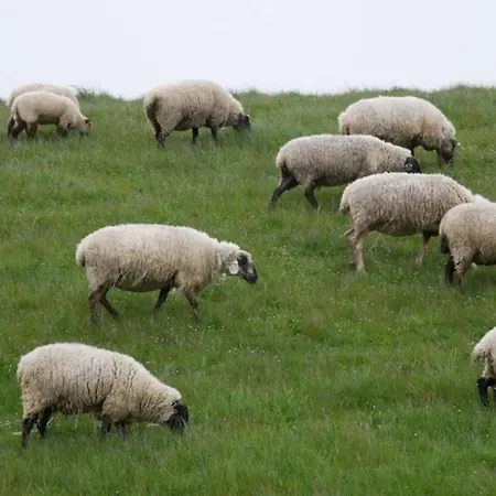 Maria In Norddeich Typ C 诺登