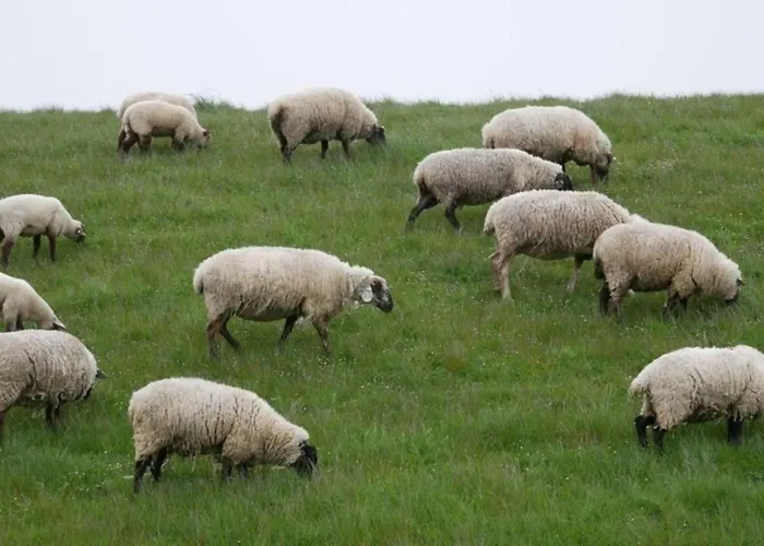 Maria In Norddeich Typ C Norden